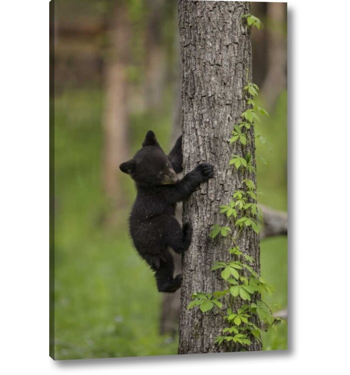 Millwood Pines Use, Tennessee Black Bear Cub Climbing Tree On